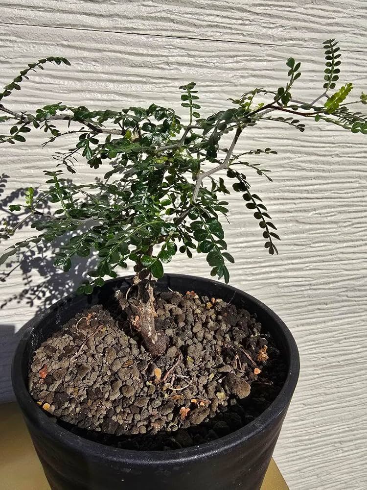 オペルクリカリア パキプス　実生4年管理 オペルクリカリア パキプス 実生4年管理