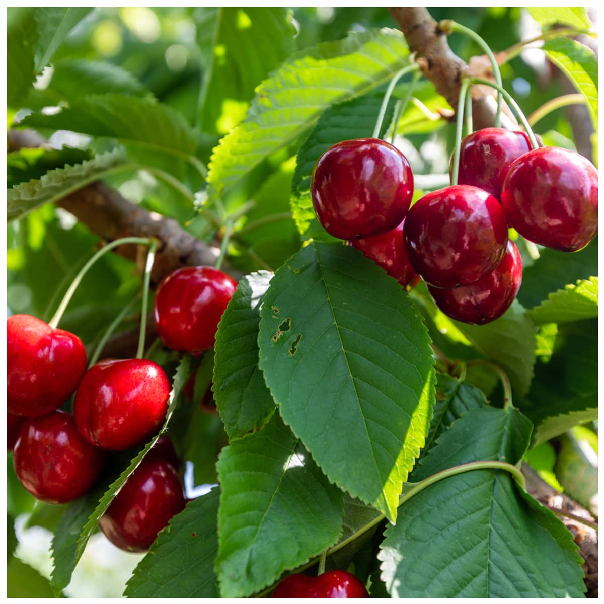 Dwarf Patio Lapins Cherry Tree, in a 5L Pot, Miniature & Self-Fertile 3fatpigsยฎ