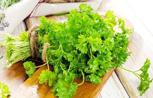Miniatura 3 de Semillas de perejil para plantar jardín de hierbas 500+ semillas