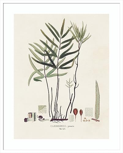 Amanti Art Framed Wall Art Print (33x41) Botanical Society Ferns XI by Vision Studio Framed Poster for Wall Decor, Living Room, Bedroom, Bathroom,