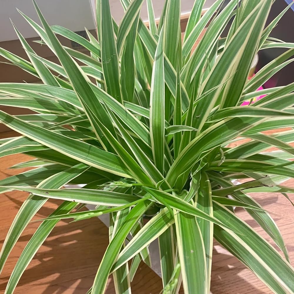 yucca kaktus Yucca Rostrata Doppelstamm - 120 cm
