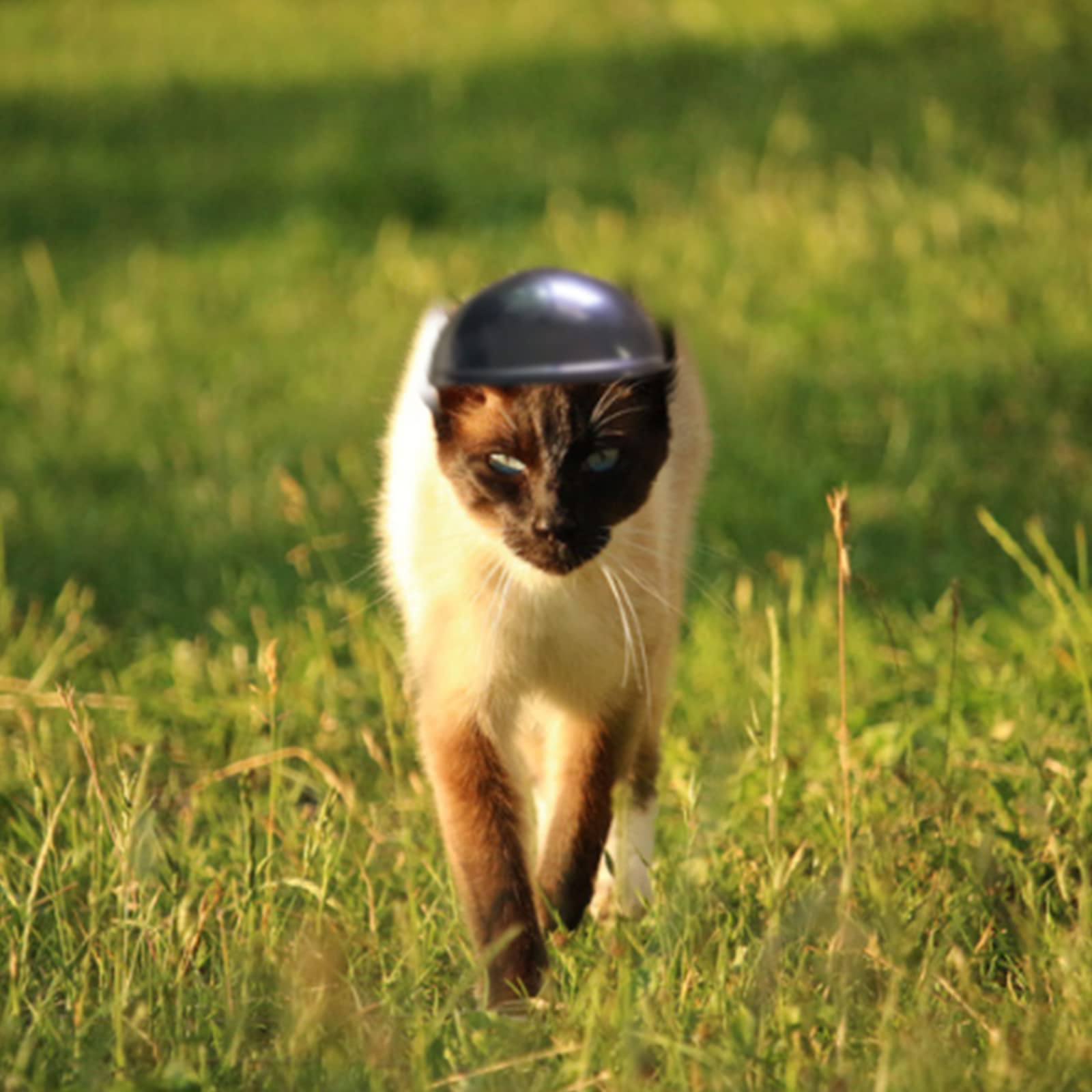 FGYZYP Pet motorcycle helmet,full face cat helmet dog helmet,dog bike