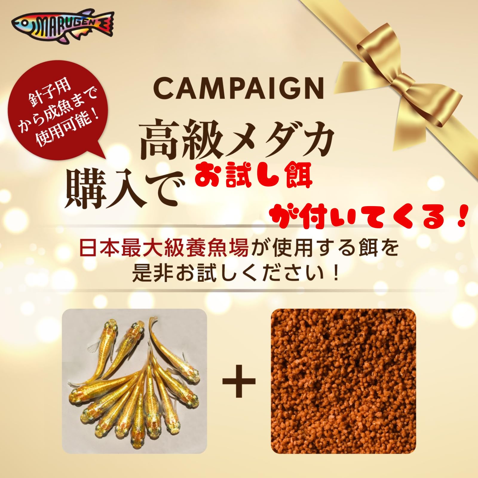 Amazon | 【 餌 おまけ付き 】ラメ 高級 メダカ 生体 稚魚 煌ラメ