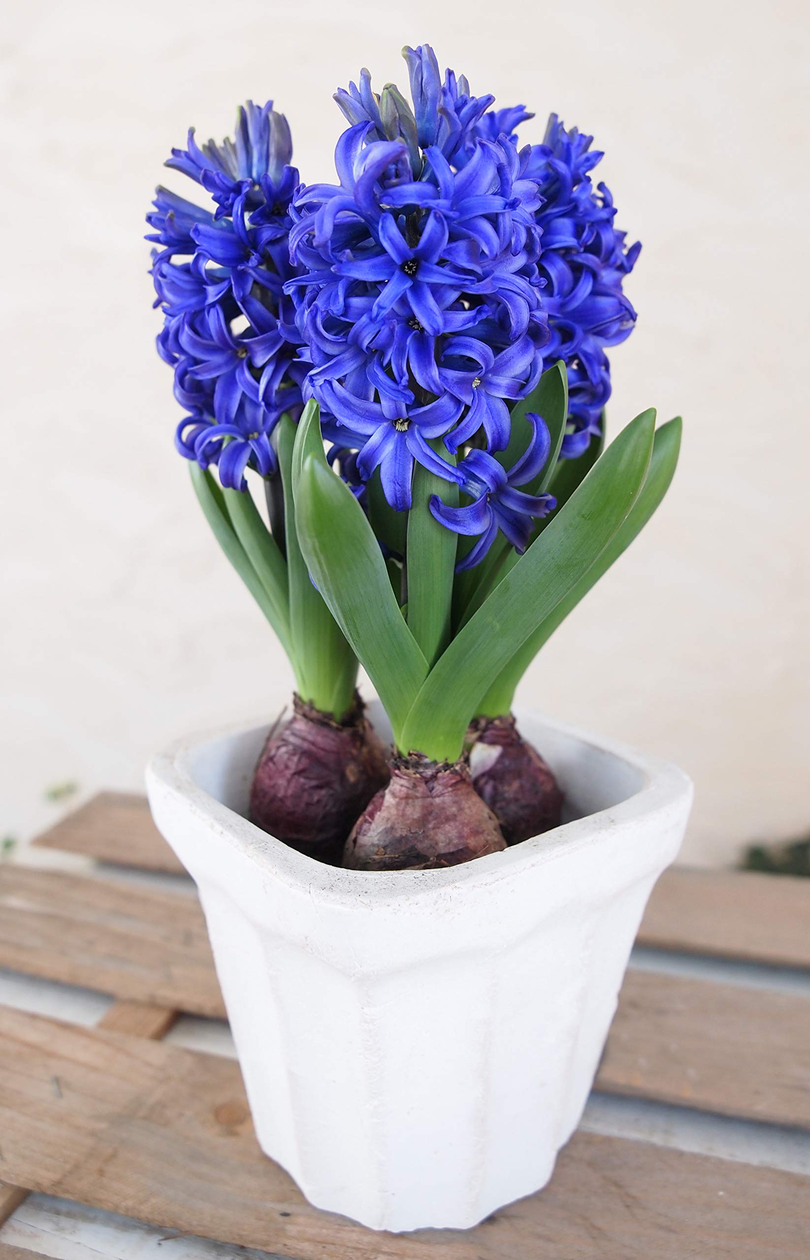 Amazon | はなみどり ヒヤシンス ブルージャケット 球根 5球 青系