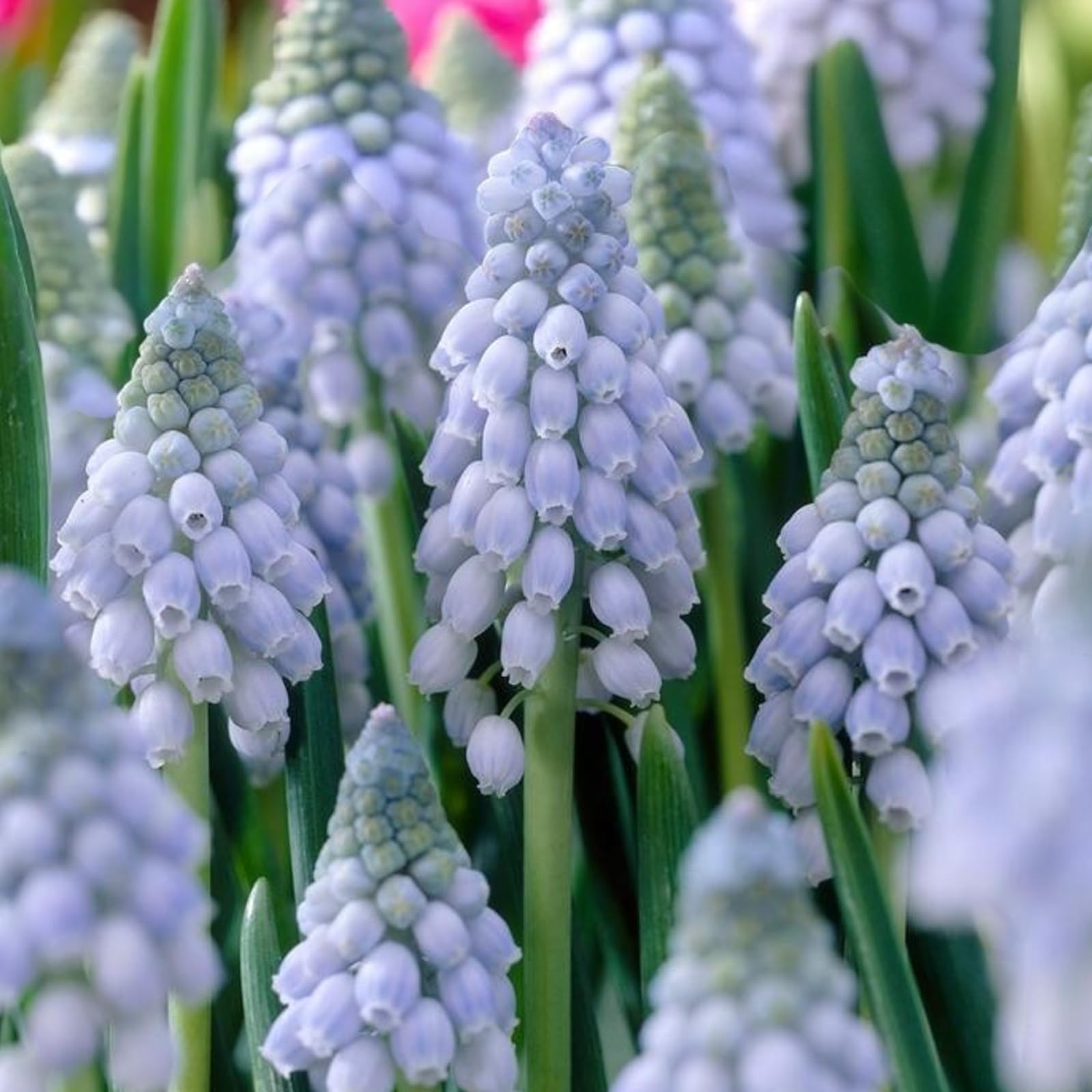 Carbeth Plants 25 x Muscari Valerie Finnis Grape Hyacinth Spring Bulbs