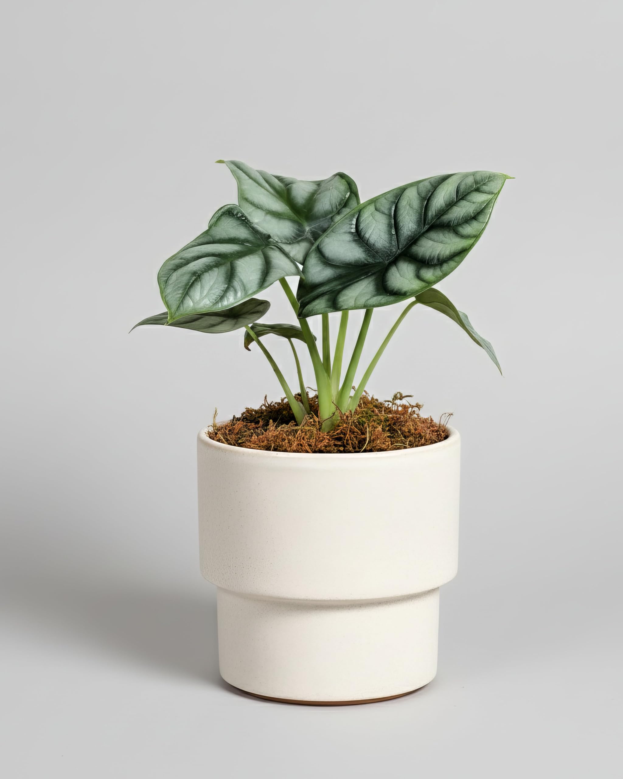 Alocasia Silver Dragon - 12cm Topf x 25cm Höhe, tropische Zimmerpflanze, frische Topfpflanze, grüner Blickfang für Wohnzimmer, Bad, Büro, exotisches Blattmuster, natürliche Zimmerdeko