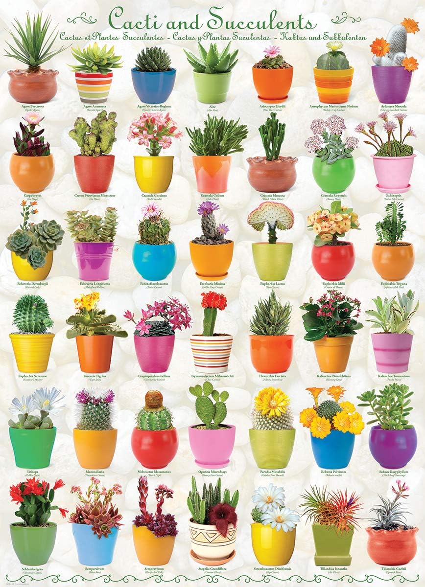EuroGraphics Cacti and Succulents Jigsaw Puzzle (1000-Piece)