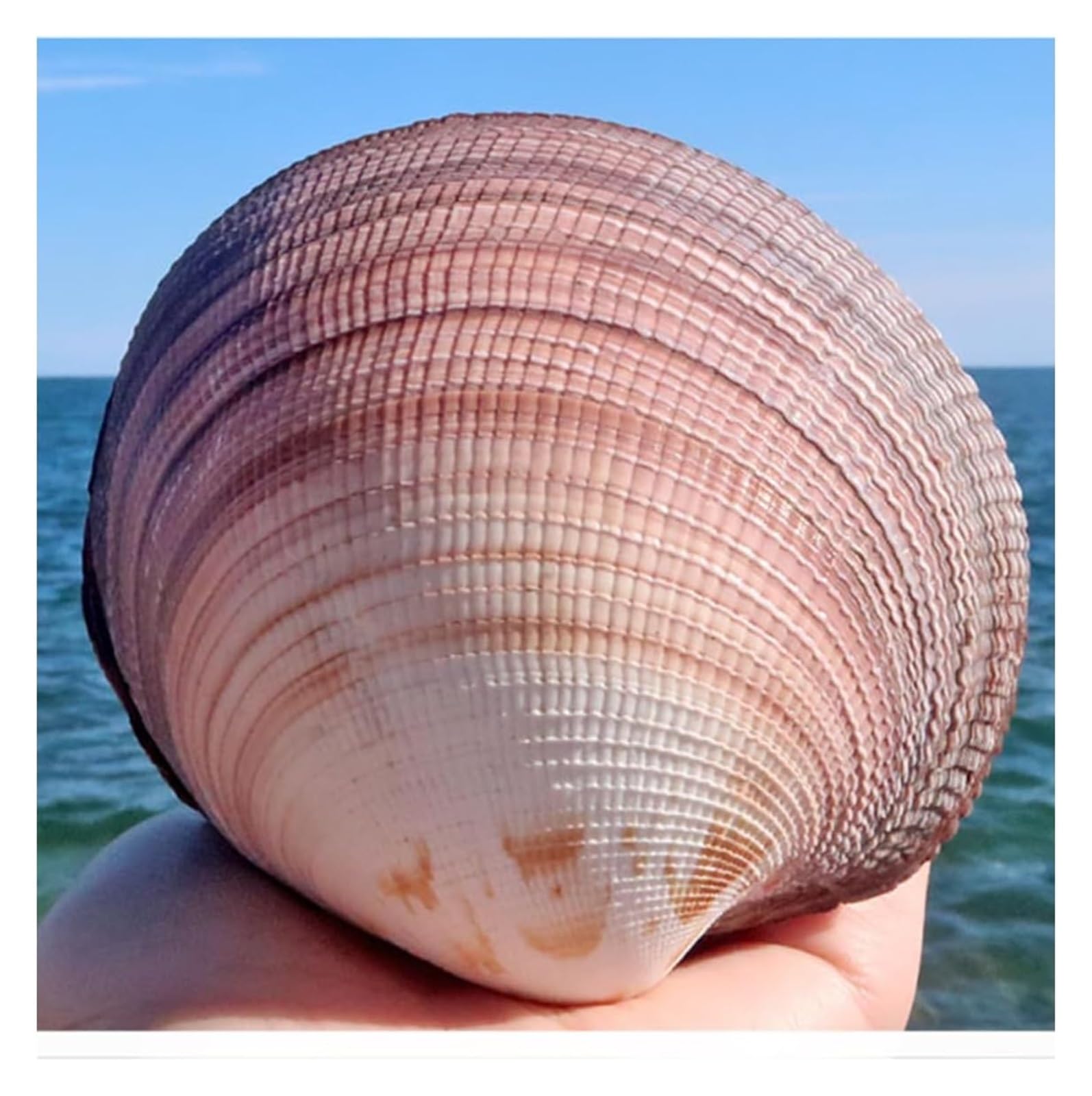 Grandi Conchiglie for Decorazione, Marine Naturali Rare da 8 a 10 cm for Decorazioni Nuziali, Feste a Tema Spiaggia, Acquario -Conchiglie Naturali
