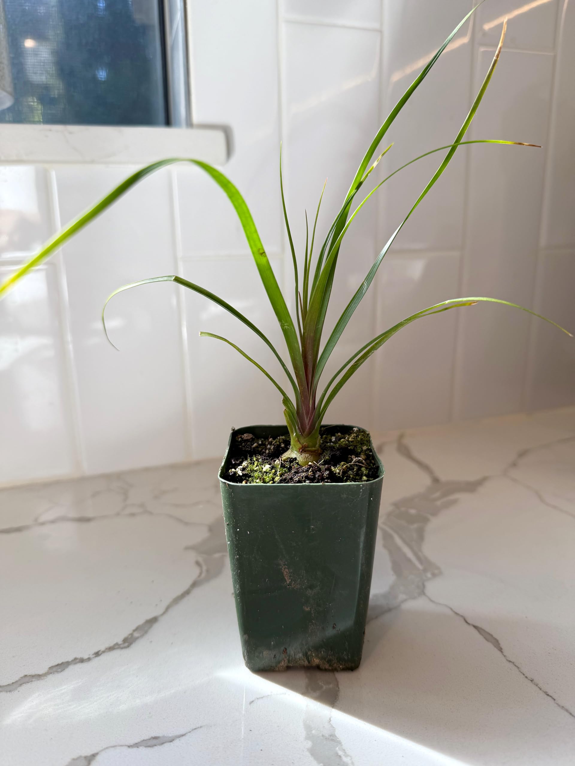 Amazon.com : Ponytail Palm (Beaucarnea Recurvata) Live Indoor