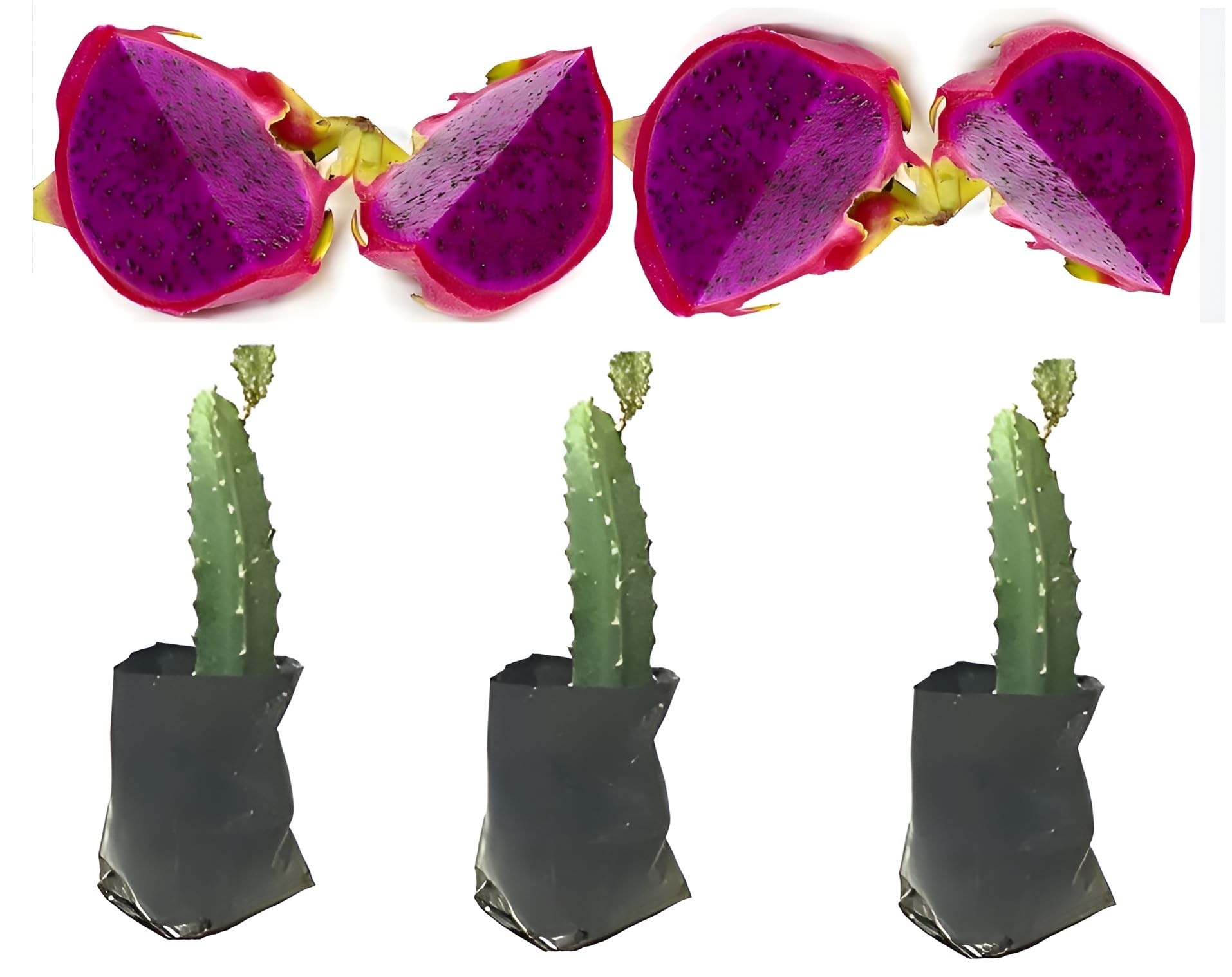 Combo pack of 3 Vivid Purperua Variety Dragon Fruit Live Rooted Plant 1 FT DRAGON FRUIT LIVE INDOOR OUTDOOR ORNAMENTAL PLANT 3 Cutting On Grow Bag