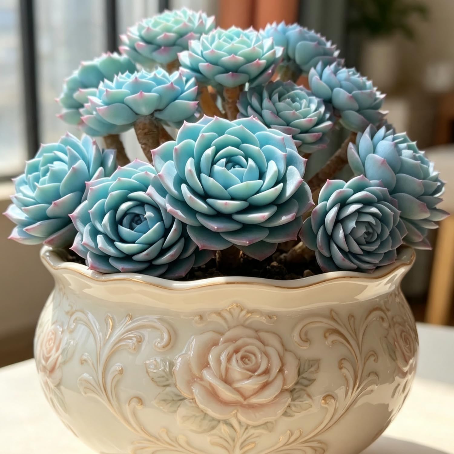 Rare Succulent Seed-Hardy Perennial,Excellent Display Indoor,Balcony,Garden — image 1