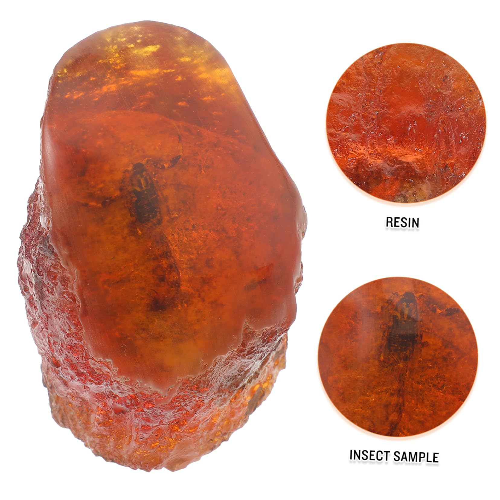 4pezzi Specimen Insetto Ambra Resinosa Decorazione Elegante Per Collezionisti e Appassionati Di Compatte Oggetto Da Esposizione Unico e Raffinato
