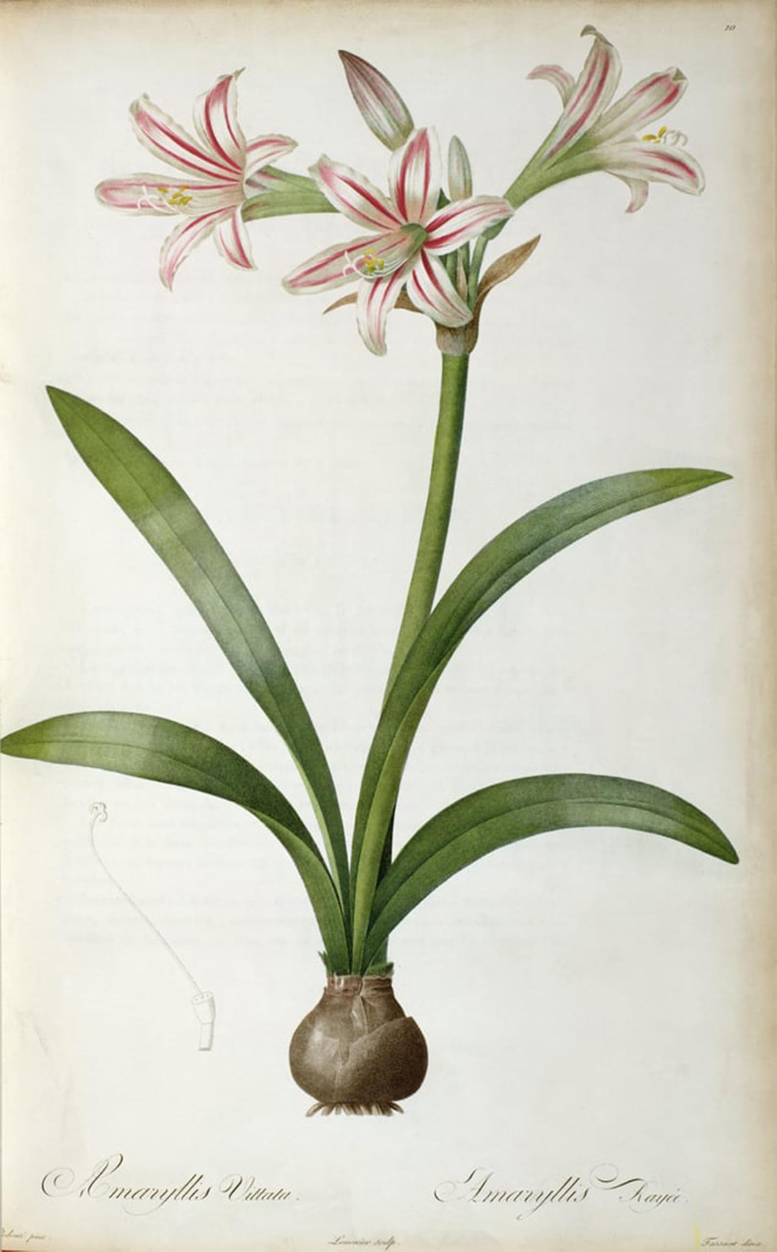 SERENDIPITP Vintage Wall Art Canvas Nordic Poster Canvas Print Picture Amaryllis Vittata by Pierre Redouté Wall Art Poster for Home Decor 60x90cm