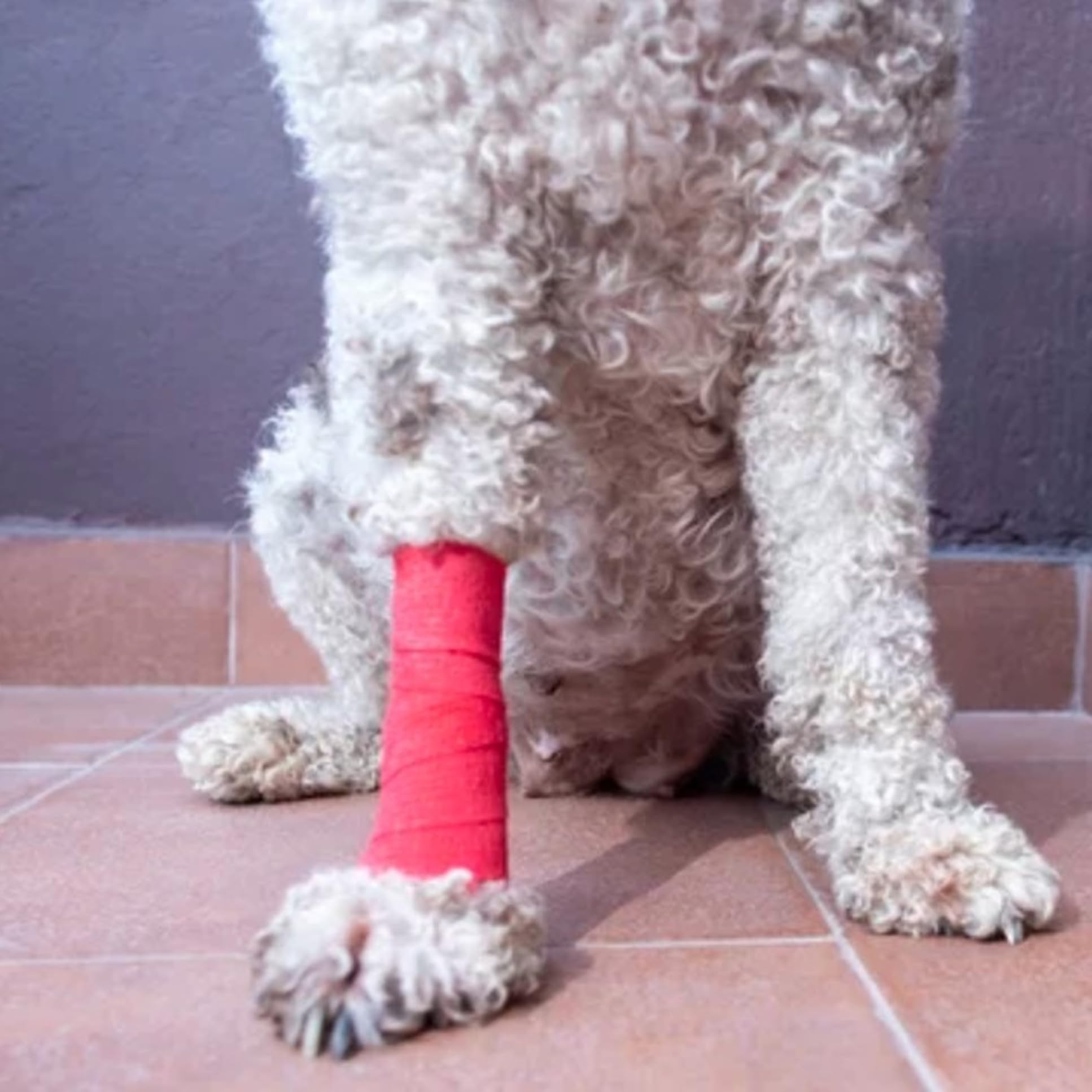 Wooflix self Adhesive Vet wrap cohesive Bandage 10 cm Wide for Dogs, Cats, & Humans - Non Woven Breathable Elastic Bandage - First aid Bandage for cat, Dogs, & Horse - Lick Proof Pack of 6 XL