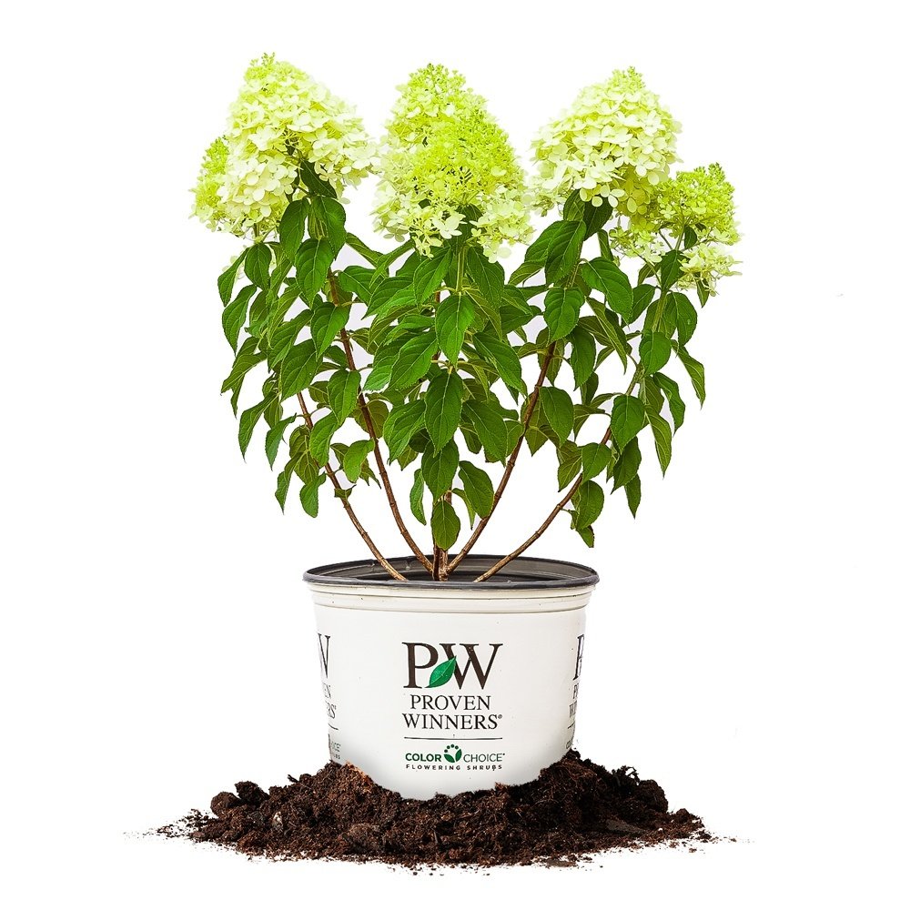 Perfect Plants Limelight Hydrangea 3 Gallon