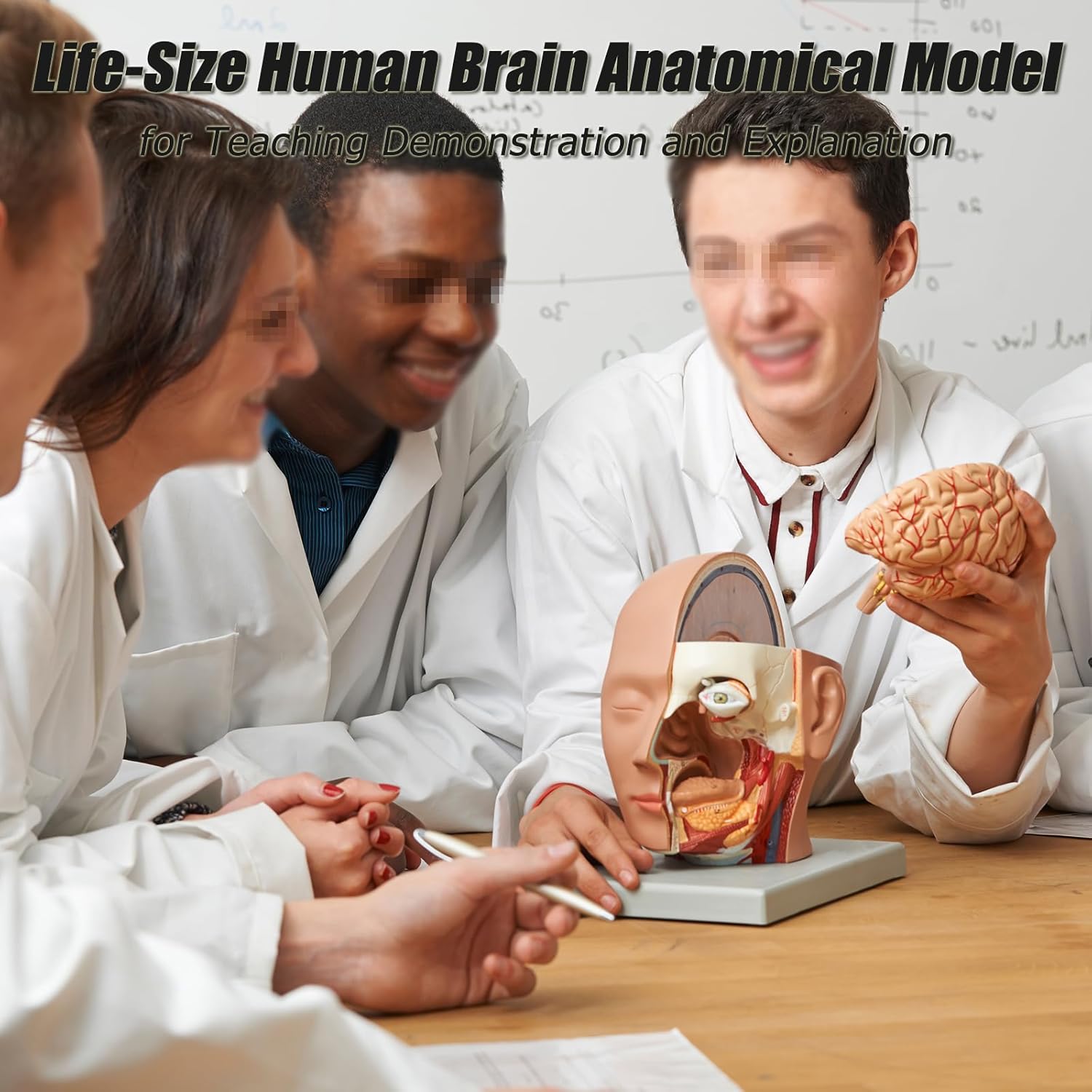 Human Brain Anatomy Model Life Size Disassembled Brain Anatomical Model with Digital Anatomical Position Marking for Teaching Demonstration and Explanation
