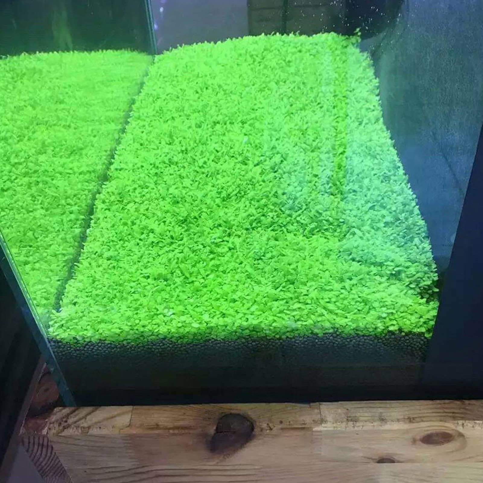 yanbirdfx Green Plants,1 Bag Fish Tank Aquarium Plant Seeds Aquatics Green Leaves Carpet Water Grass Decor - Small Leaf