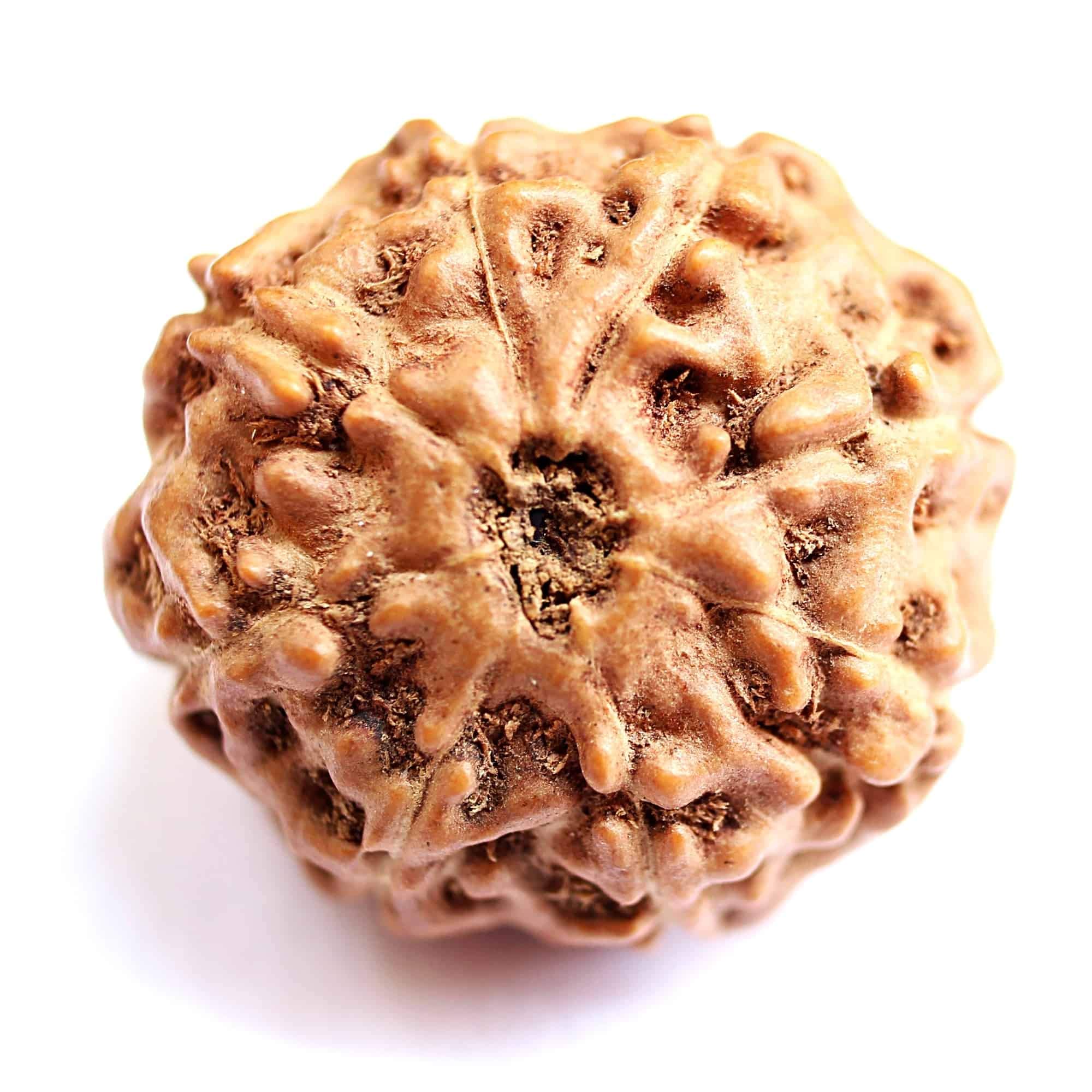 Naturalny oryginalny Rudraksh 8 Mukhi Indonezyjska Rudraksha duża 16 mm-18 mm dla mężczyzn i kobiet luźne koraliki Rudraksha certyfikat laboratoryjny Rudraksha