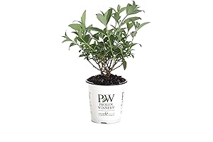 Miss Molly Swallowtail Butterfly Bush (Buddleia)