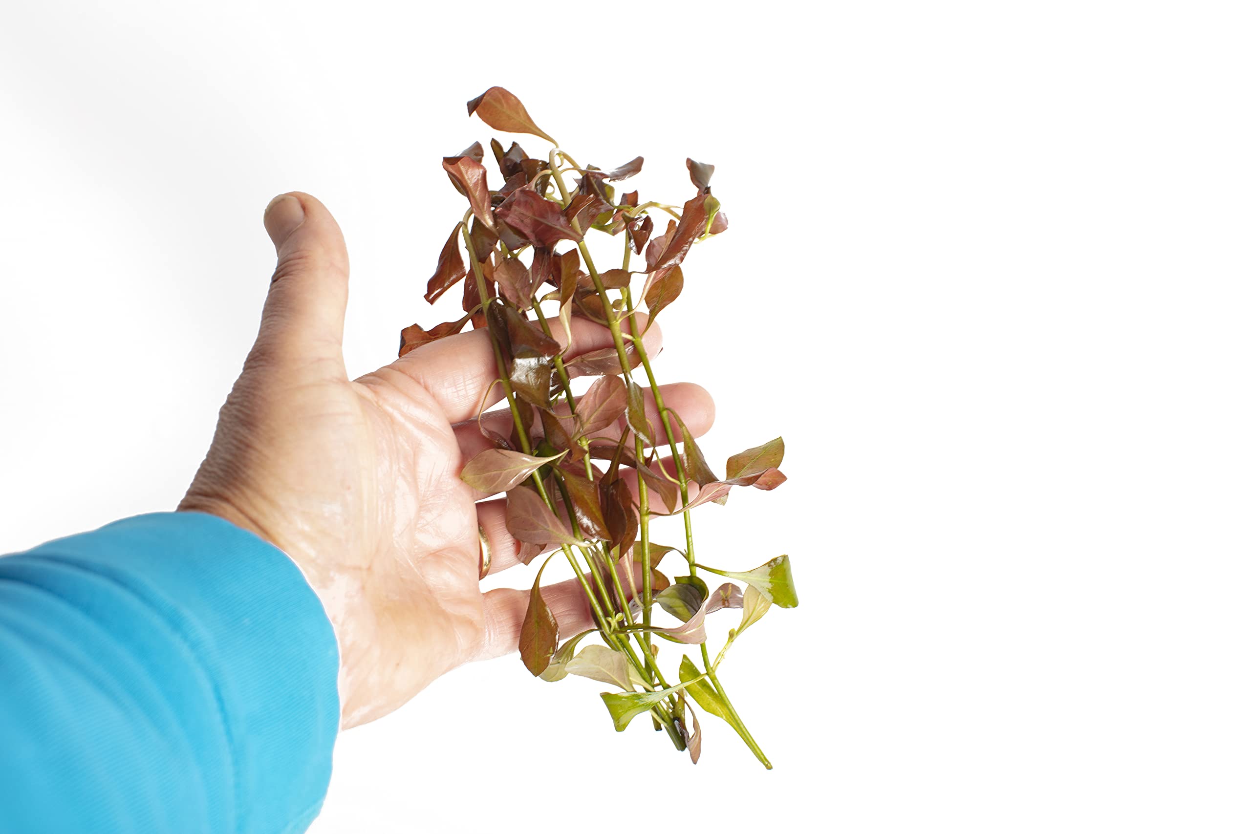 Lincolnshire Pond Plants Ltd - Ludwigia glandulosa Live Aquarium Plant for Freshwater Tropical Tanks Aquascaping (5X Loose)