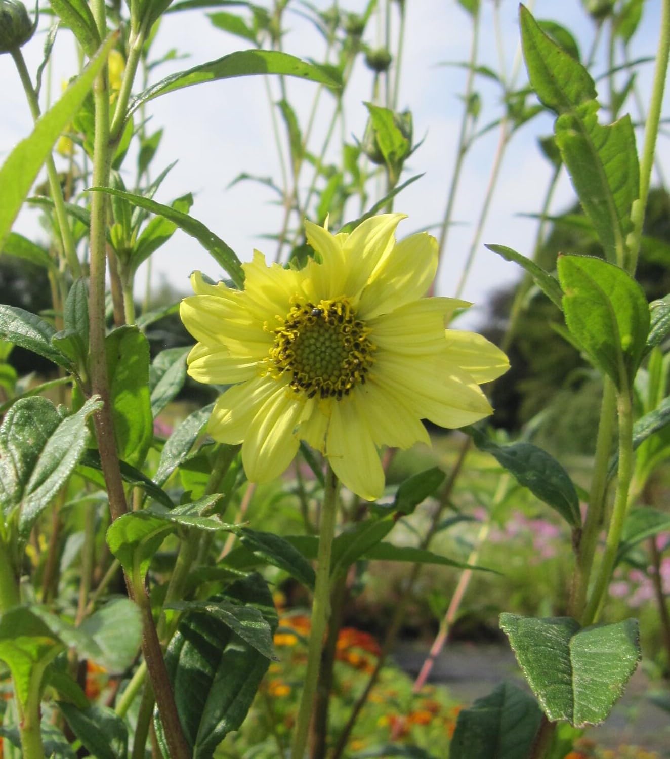 Riesen-Sonnenblume Sheila's Sunshine - Helianthus giganteus - Bienenweide - Spätblüher