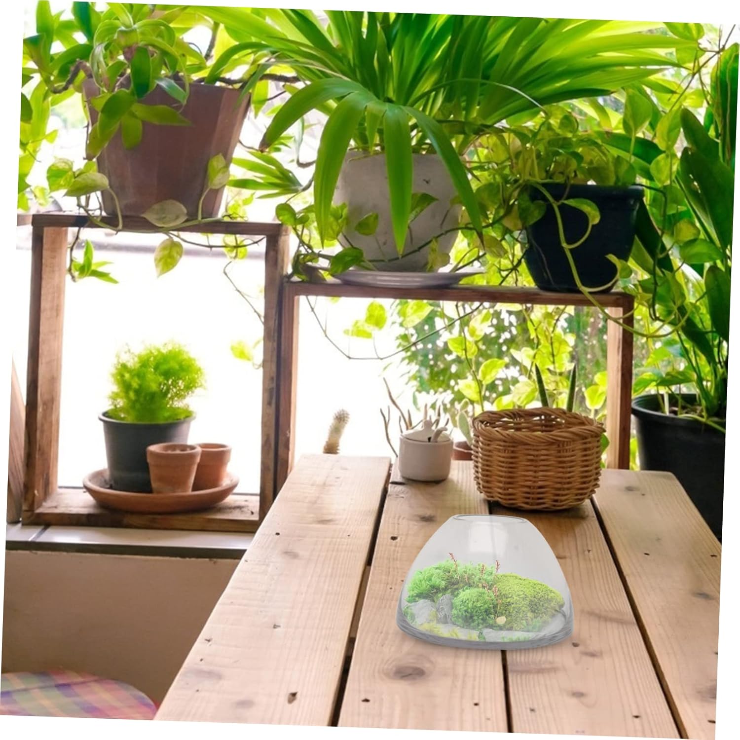 Glass Terrarium Container for Micro Landscape Decorative Vase for Indoor Plants High Borosilicate Glass Diameter for Home Decor and Creative Displays