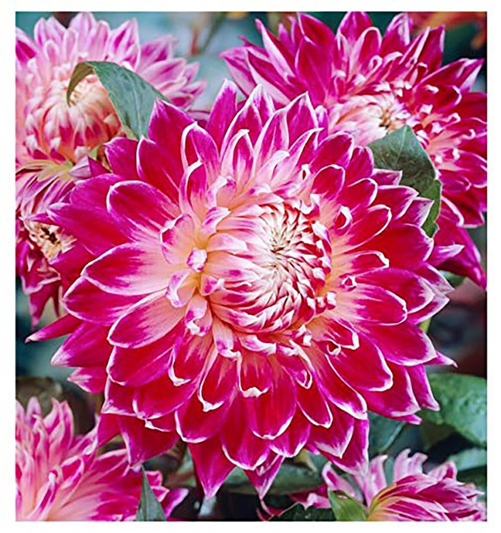 Vancouver Dahlia - 5 Gallon Size Bare Root Tuber Red - Bold Red Blooms for Spring Planting 2025 - Large Tuber for Stunning Garden Displays