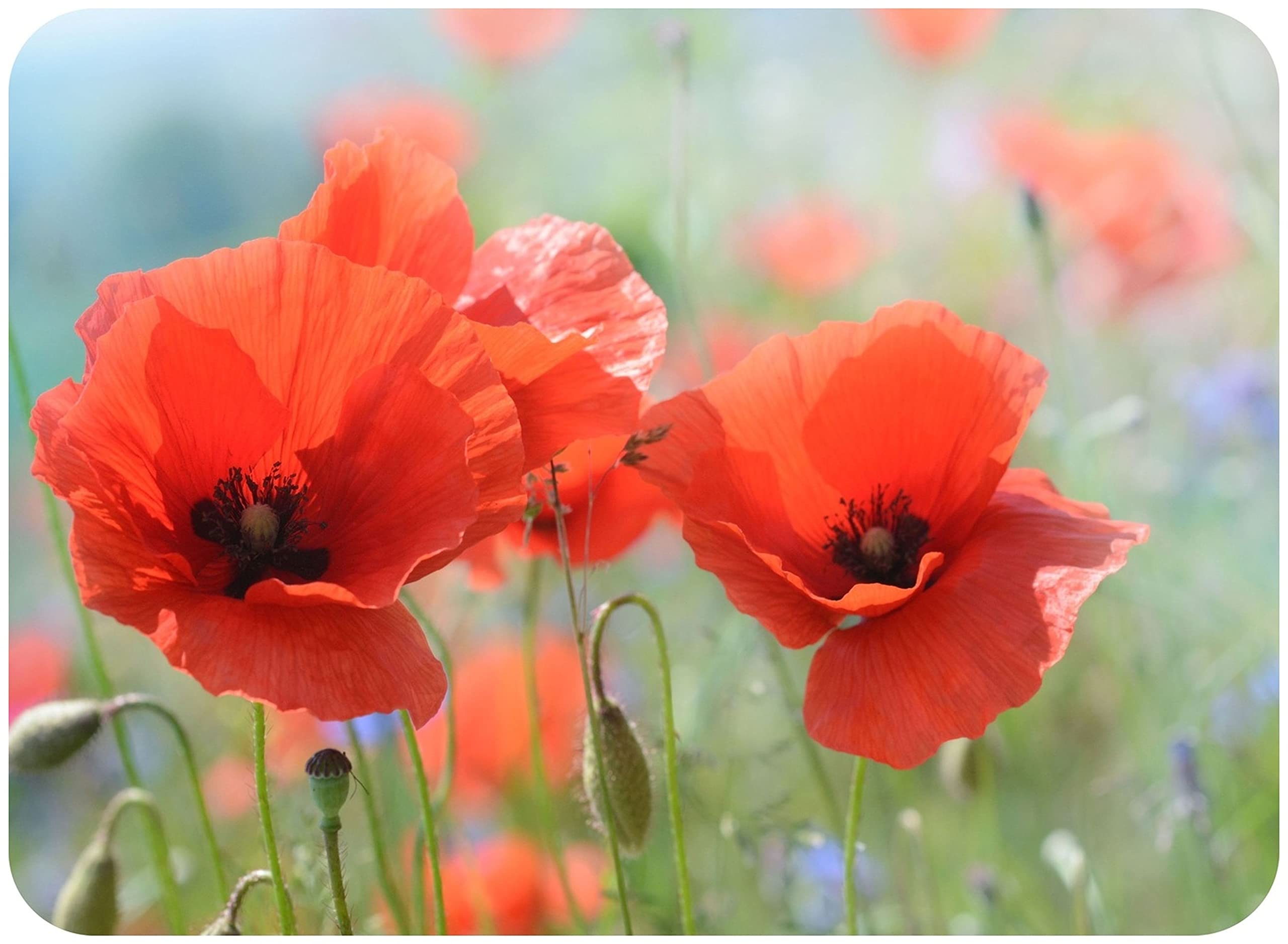Poppies - Glass Worktop Saver/Protector - by Pearl Glass (Style 2, 30 x 22cm Small)