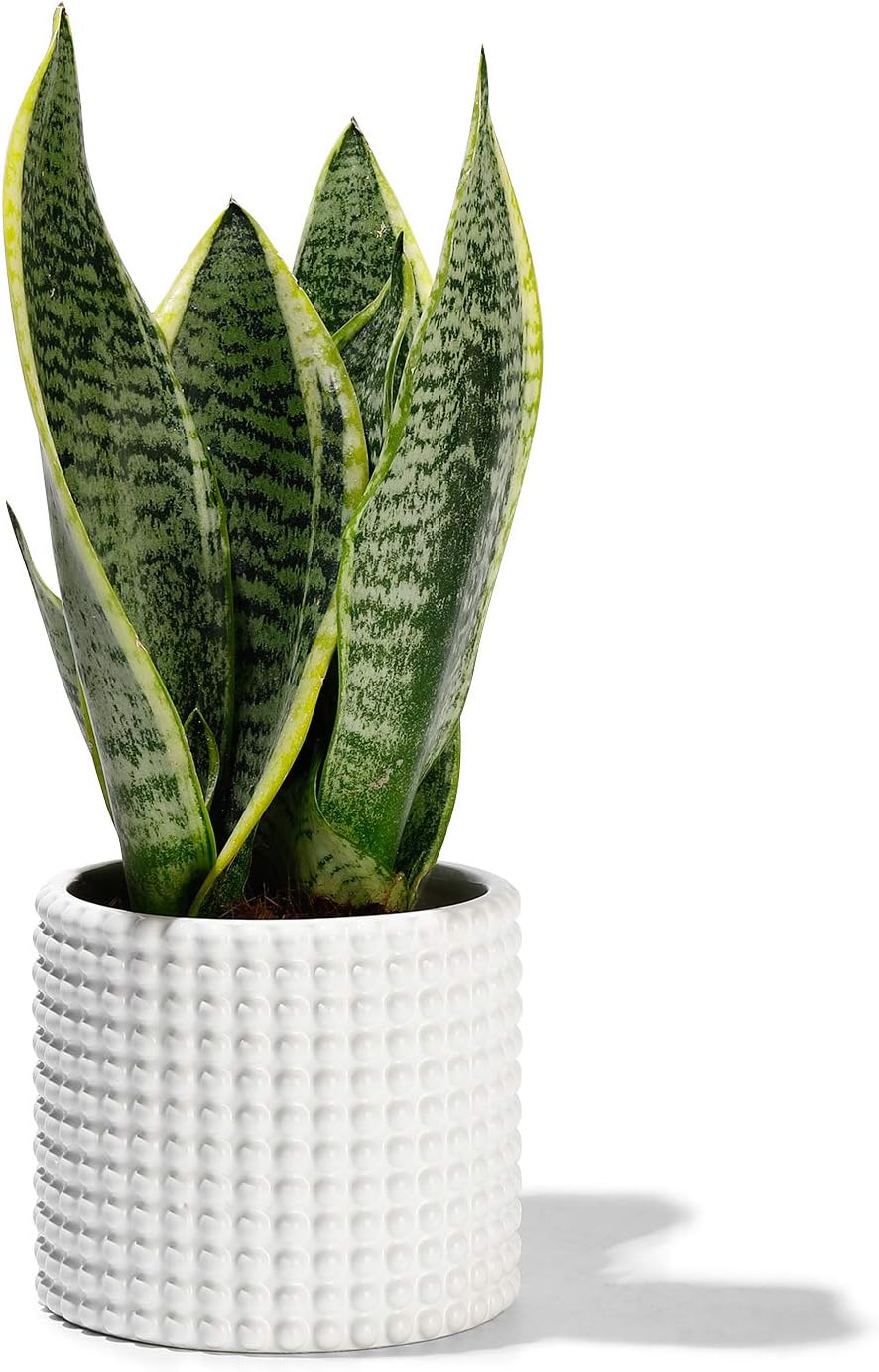 POTEY White Planter Pots for Plants Indoor - 4.8 Inch Ceramic Vintage-Style Hobnail Textured Flower Pot with Drainage Hole for Modern Home Decor 055002, Plants NOT Included
