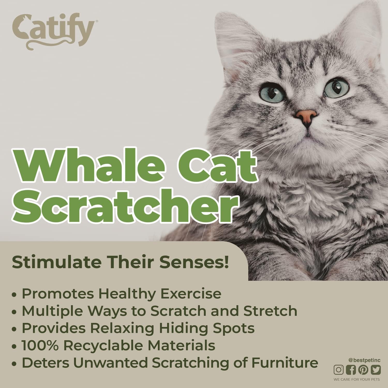 review Catify Whale-Shape Cardboard Scratcher by Best Pet Supplies