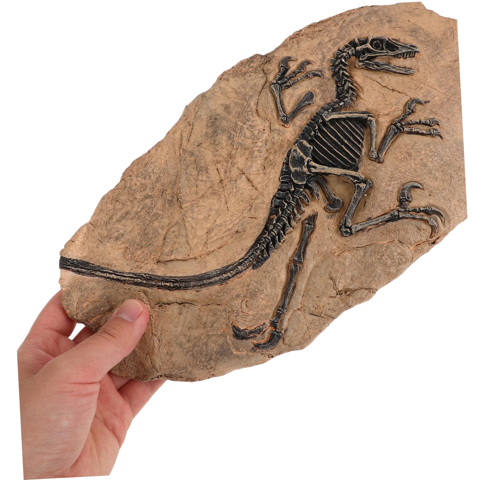 Set Di Ornamenti Fossili Di Dinosauro Di Fossili Di Dinosauro Decorazione Esemplare Per Casa Ufficio