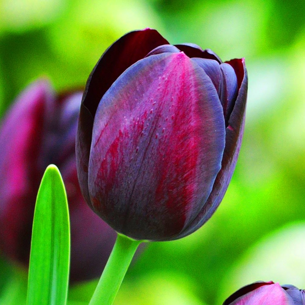 Regina della Notte Tulipano Viola Scuro Interno Esterno Bulbi Fioritura Primaverile Piante