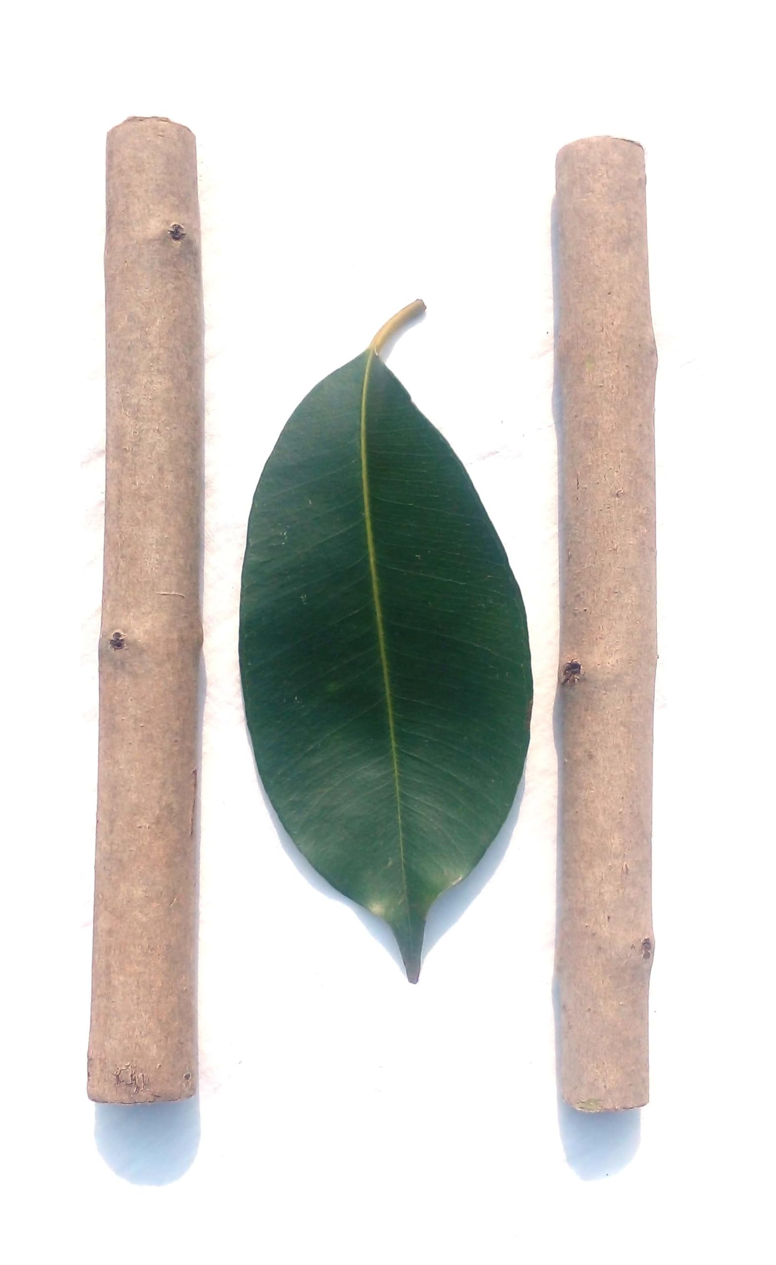 Li6 ®™ Jamun Tree Wood Pieces for Water Tank - Pack Of 2 Pics - Medium Size 24 Senti Jamun Wood For Water Treatment and Cleaning-image-8