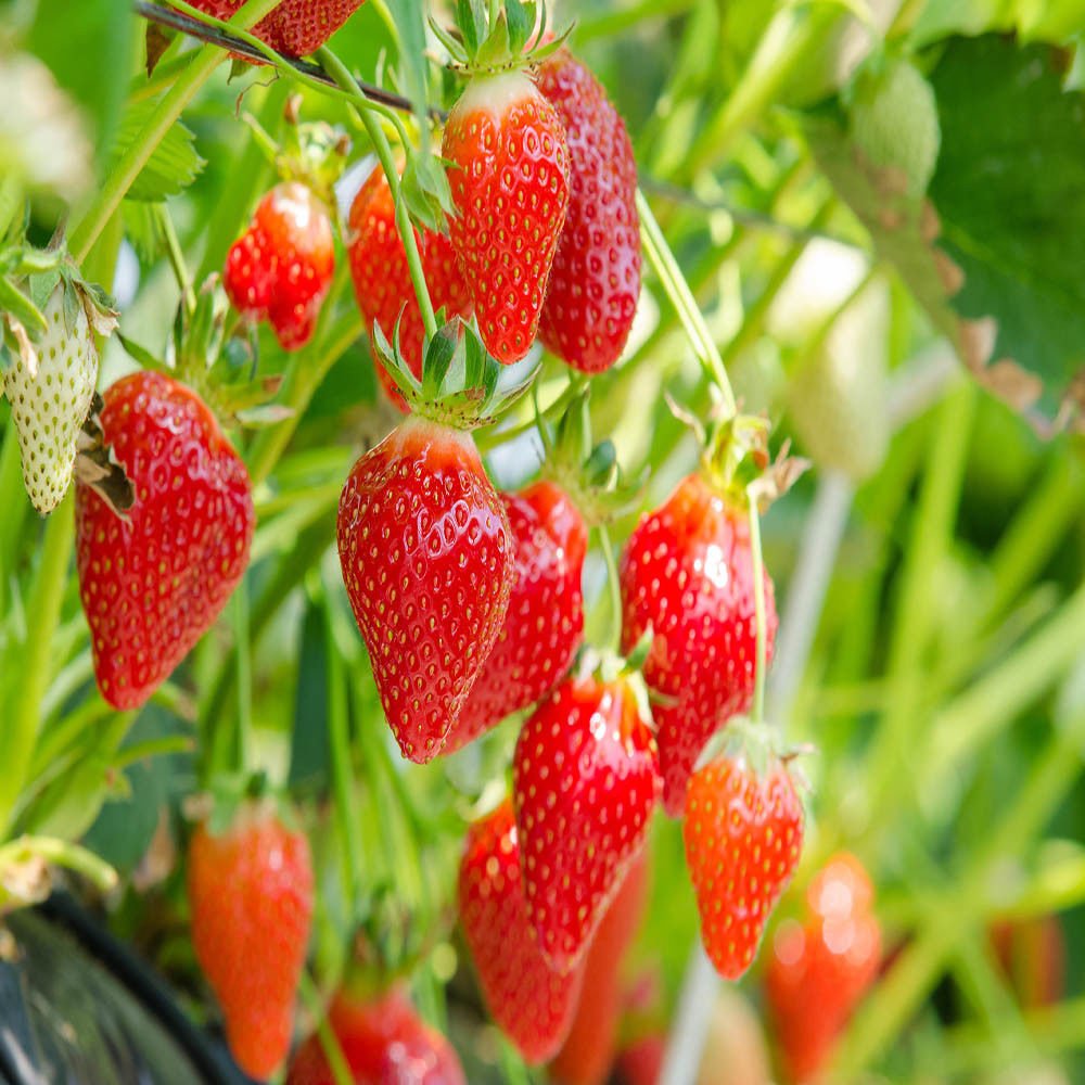 Amazon.com : Eversweet Everbearing 25 Live Strawberry Plants, Non