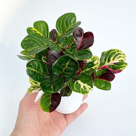 Amazon Ina工藝 観葉植物 おしゃれ 小さめ ミニ観葉 イレシネ マルチカラー 3号 本物 鉢植え 室内 風水 プレゼント ギフト グリーンインテリア 植物 育てやすい 人工観葉植物 オンライン通販