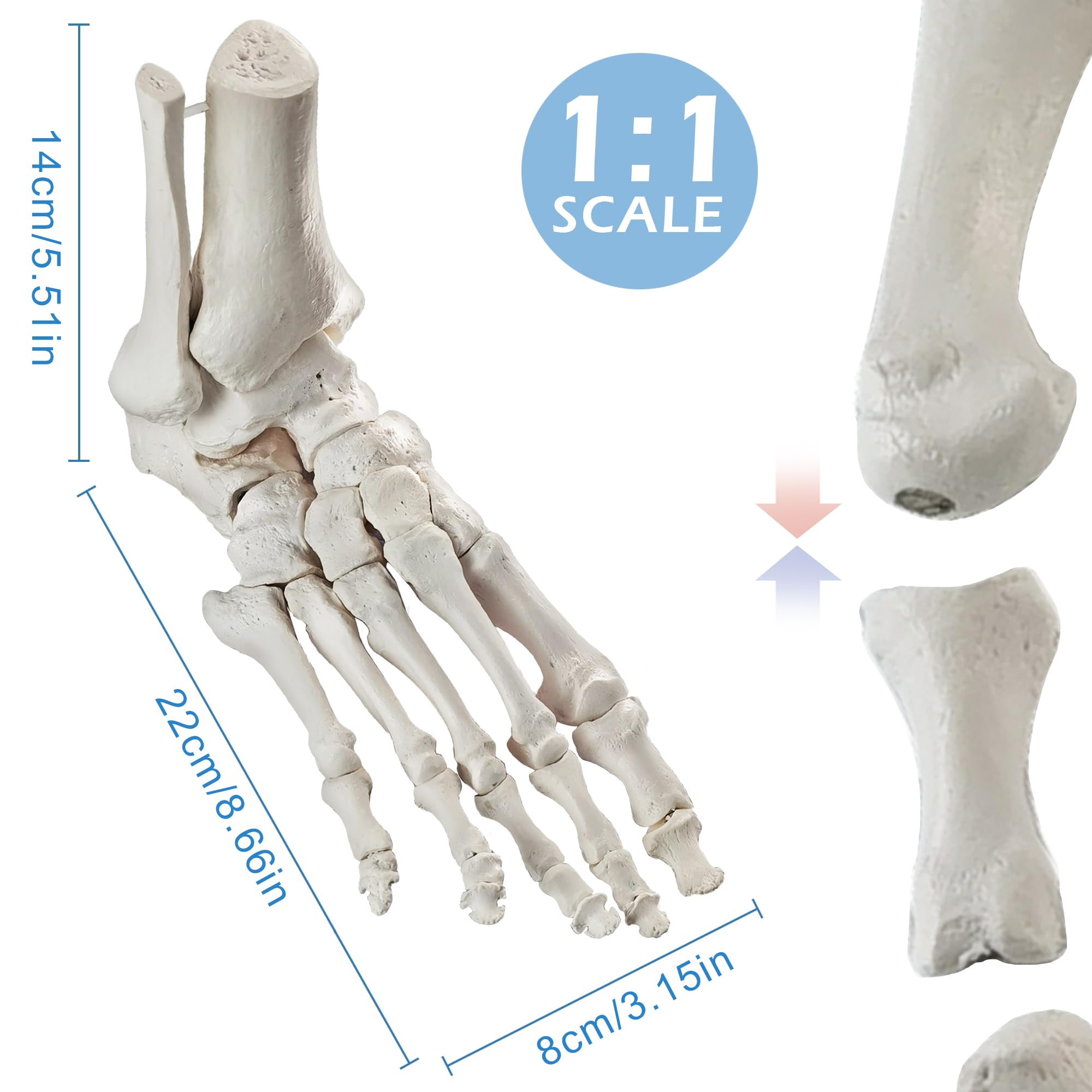 EVOTECH SCIENTIFIC Modello del piede del magnete, Modello anatomico del corpo umano, 2024
