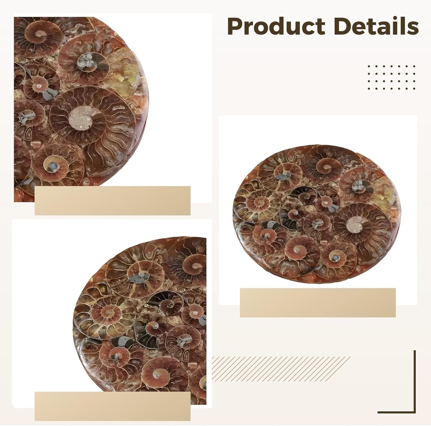 Fossil Stone Coaster, 13 Cm Ammonite Design, Single Coaster for Office Desk, Elegant Home Decor