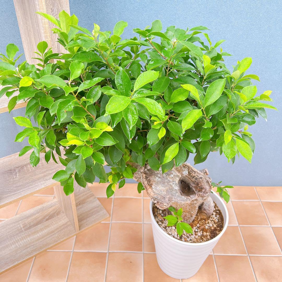 現品　ガジュマル　尖閣ガジュマル　センカクガジュマル　古木　観葉植物　インテリア Amazon｜ガジュマル センカクガジュマル 古木 観葉植物 インテリア