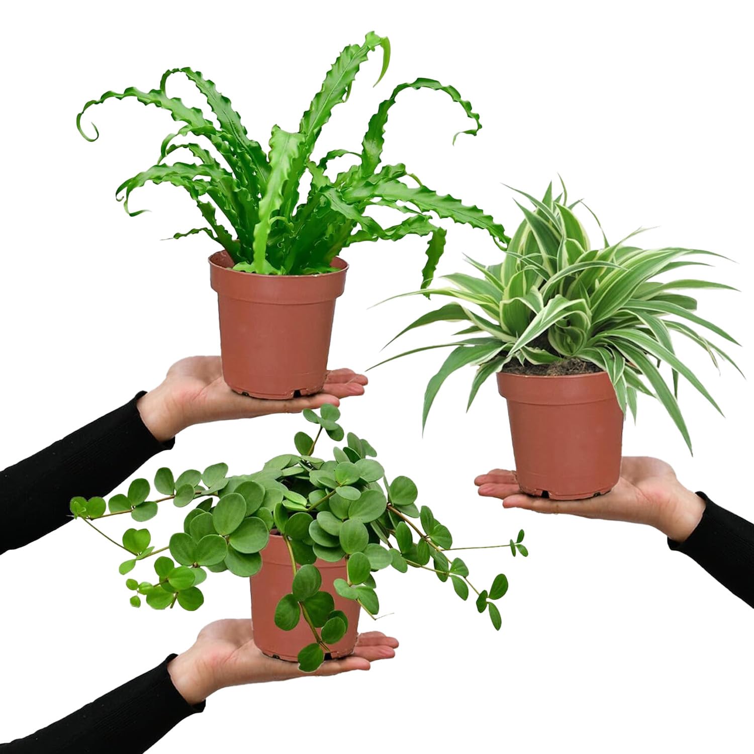 Nestfarn, Grünlilie & Zwergpfeffer – Hängende Zimmerpflanzen Katzenliebe - Tierfreundliches Set frisch aus der Gärtnerei – Höhe 15-30 cm – Töpfe 10,5-12 cm – Green Me Up