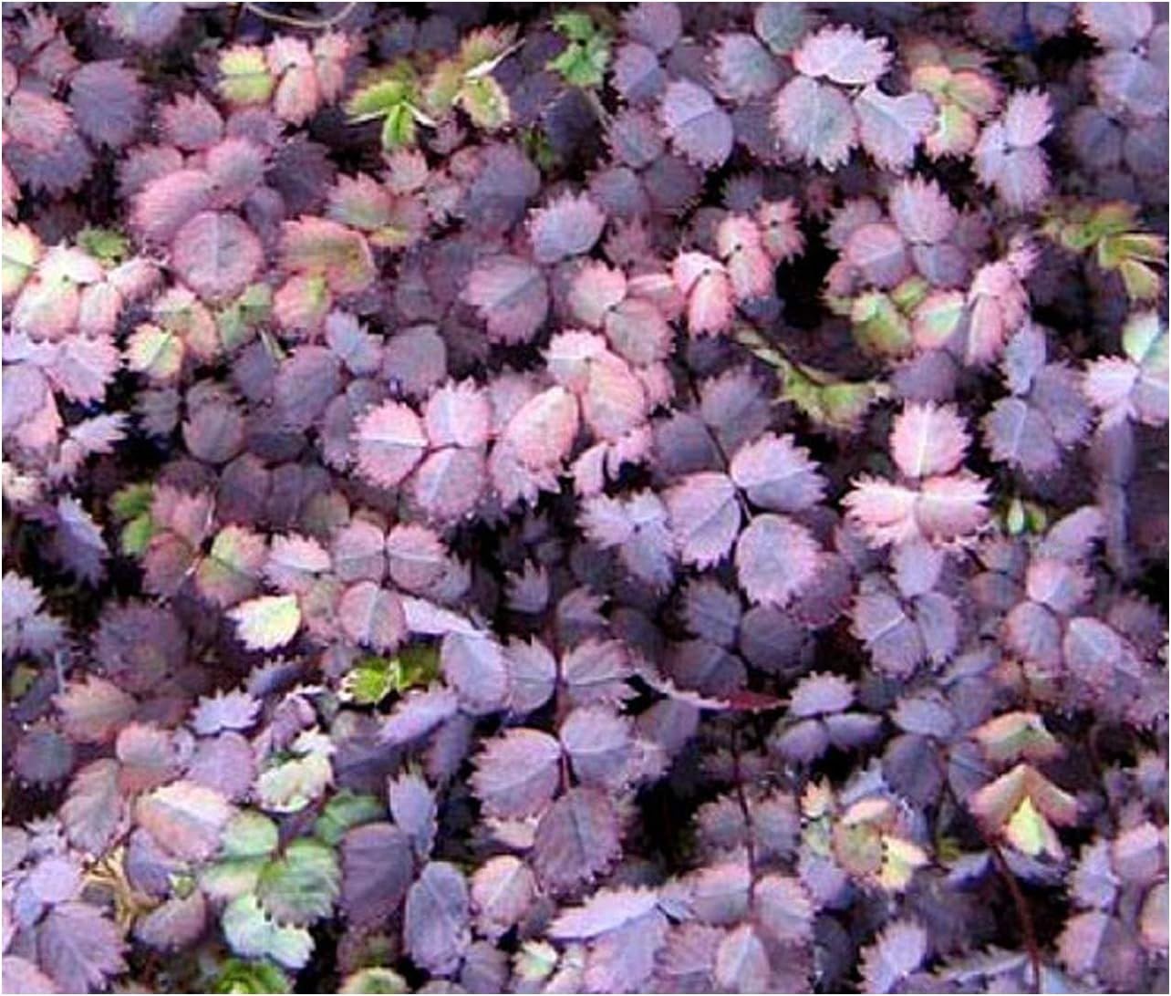Stauden Gänge 10 x Acaena inermis 'Purpurea' Purpur Stachelnüsschen | Purpurner Bodendecker für Sonne bis Halbschatten, Blüte Juni bis August, mehrjährig, 9x9 cm Topf