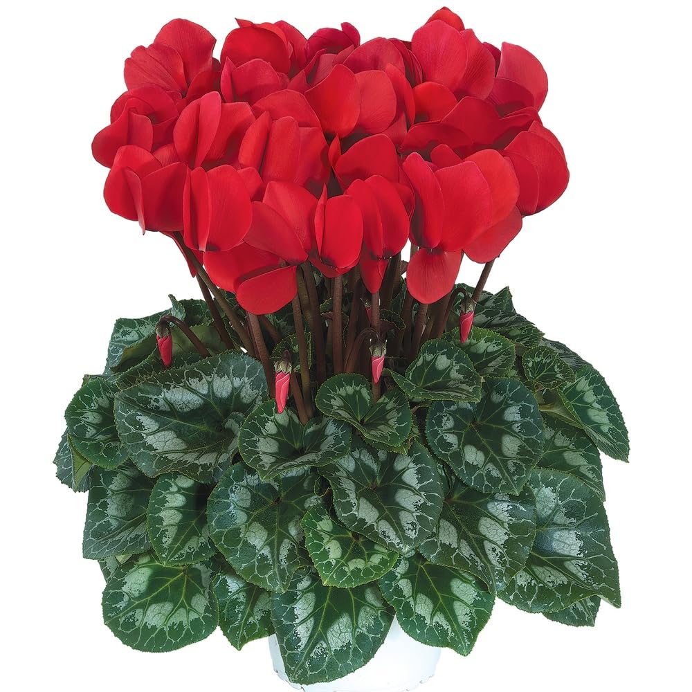 Bedwen Cyclamen 'Red Rebelle' Plants – Compact Perennial with Intense Red Blooms for Patio Pots, Houseplants & Autumn‑Winter Colour