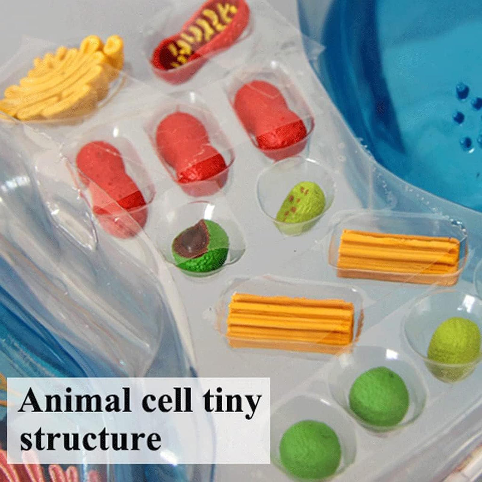Modello di cellule animali visive 4D, Organelli cellulari di anatomia, struttura di apprendimento della microbiologia per l'educazione scientifica
