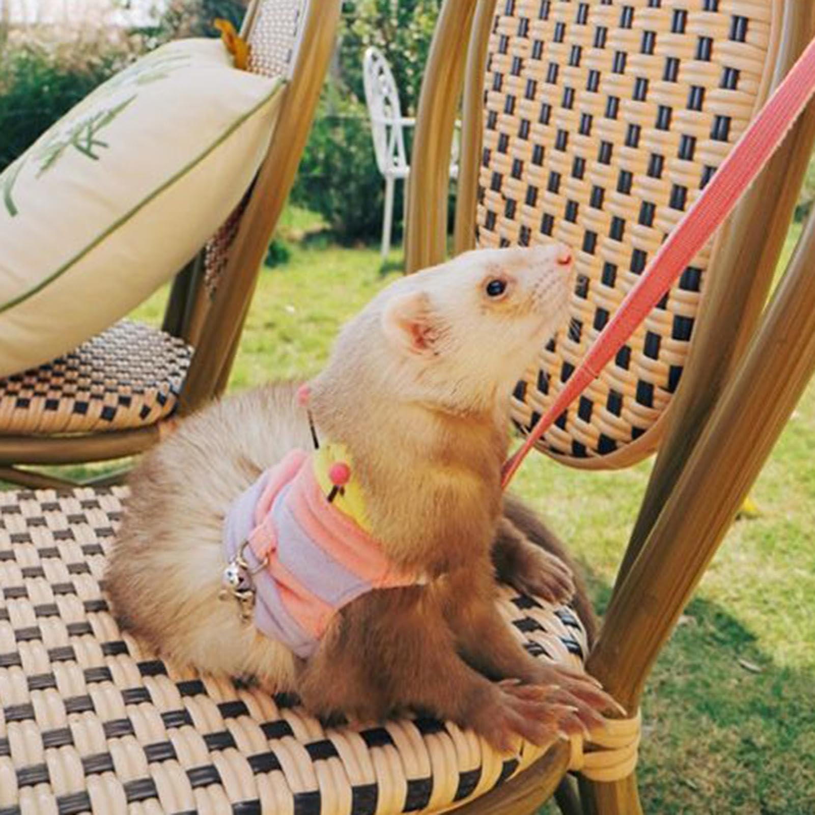 Laisse réglable pour Furet, Harnais et Laisse | Gilet réglable pour Petit Animal de Compagnie, Accessoires pour Dressage de hérisson, Chiot, Lapin, Chaton, Raton Laveur en Plein air