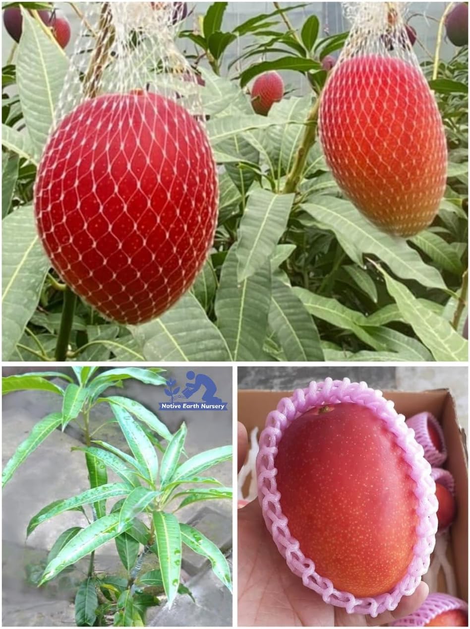 - Miyazaki Mango Plant Orginal - Combo Pack Of 2 Grafted Live Tree, Verity- Japanese Taiyo No Tamago Eggs Of Sun, Plant Height 3-4 Feet