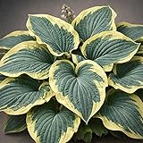 Classy Groundcovers, Hosta 'Earth Angel' (Tray of 38 Cells)