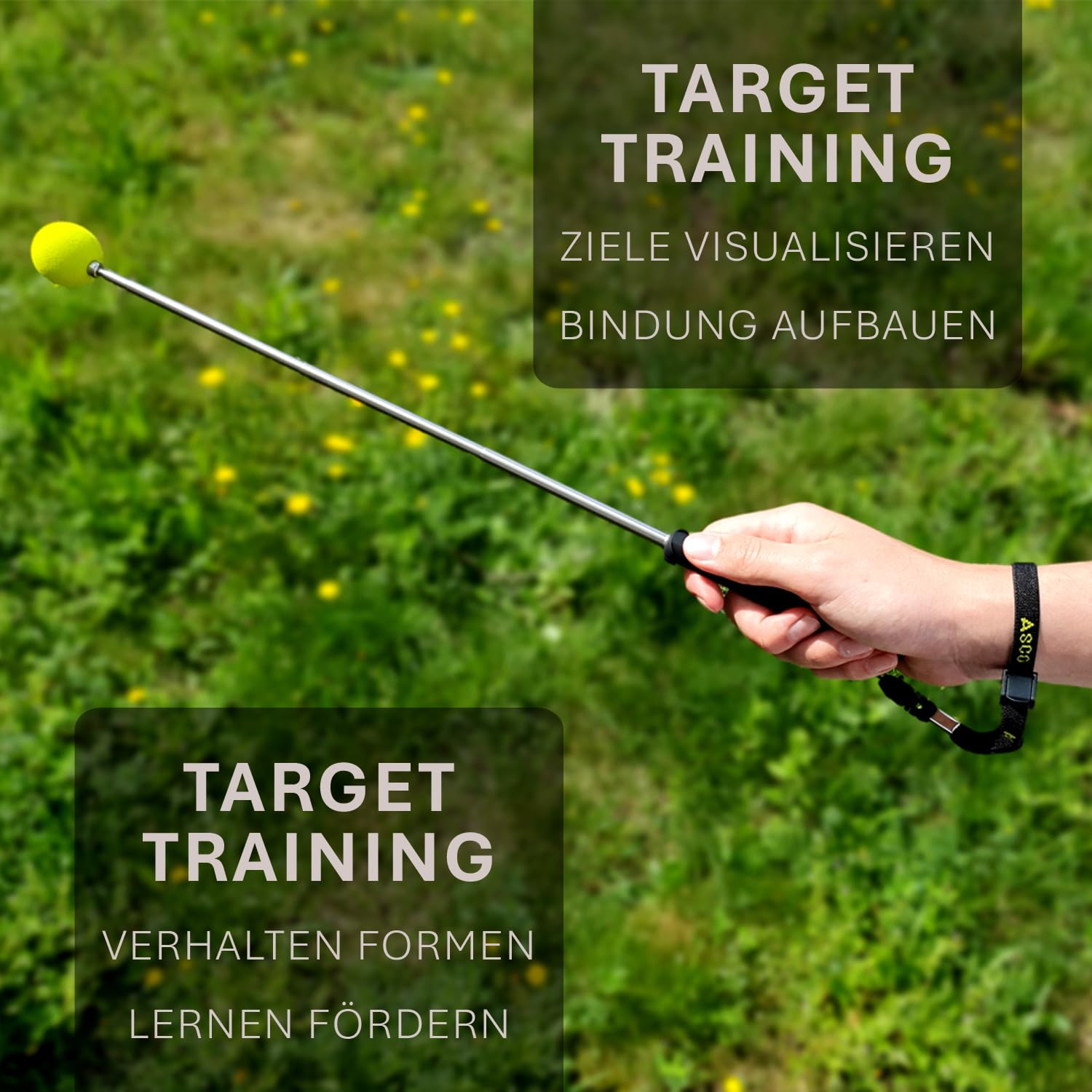 ASCO Target Stick avec Bracelet Extensible pour Chiens, Chats, Chevaux, Dressage et éducation au cliquet, Cible en Acier Inoxydable, Fonction télescopique 17-73 cm, Noir AC01TS