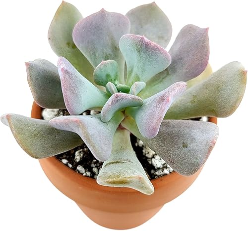 Miniatura 3 de Echeveria - Suculenta morada de escarcha cúbica (2 pulgadas)