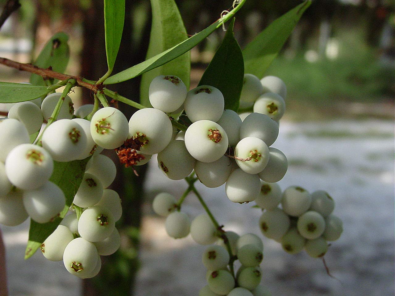 M-Technologies Rare Syzygium zeylanicum - Cat Eye Fruit 1 Healthy Live Plant (B08KQ5VMTF) Amazon Price History, Amazon Price Tracker