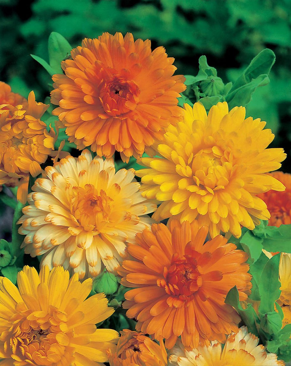Creative Farmer Flower Seeds : Scottish Marigold Mixed Flower Seeds - Kitchen Garden Pack (B01M0PC8TL) Amazon Price History, Amazon Price Tracker