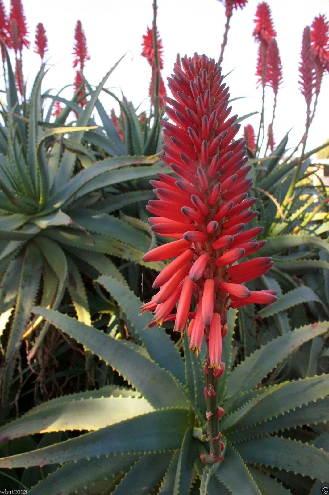 aloe vera gesicht wirkung Aloe Vera Gel – 100% Feuchtigkeit [Kühlend & Pur] main image 1